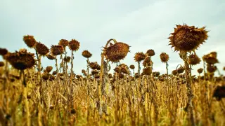 Earth’s Green Horizon: Plants Could Endure for 1.87 Billion Years, Study Says