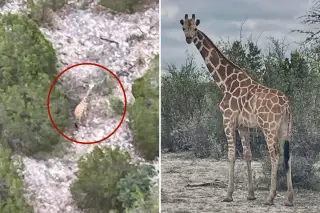 Giraffe on the lam: Gracie found miles from Texas ranch