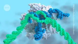 Beyond CRISPR: New Tools Enable Large-Scale Gene Replacement