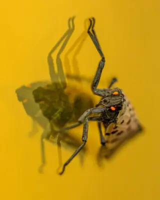 Milkweed Emerges as a Potential Ally Against Spotted Lanternflies