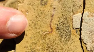 Brazilian Microfossil Find Rewrites the Timeline of Early Animal Life