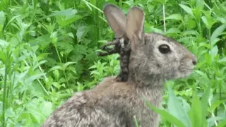 Tentacled rabbits return: wildlife health warning as virus resurfaces