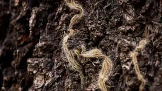 Germany fights toxic caterpillar outbreak as Berlin parks close