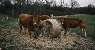 France Confirms First Human Death from Livestock Virus Shamonda