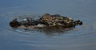 Alligator halts fleeing driver as Louisiana chase ends with drone-assisted capture