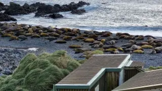 Sub-Antarctic Research Base Evacuated Over Bird Flu Threat to Seals