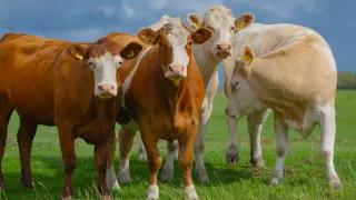 Meet the Solar-Farm Grazing Cow: A Breed Built for Agrivoltaics