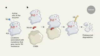 Protein Degraders Offer New Path Against Resistant Lung Cancer Kinases