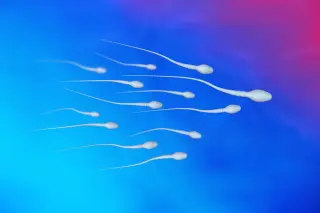 Reversible Nonhormonal Male Contraception Edges Toward Reality