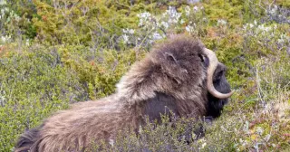 Wrangel Island mammoths vanished abruptly after millennia of genetic stability