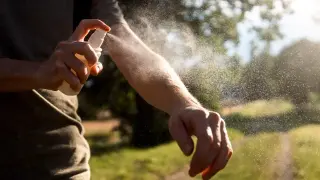 Florida mobilizes to curb locally acquired dengue as cases rise.