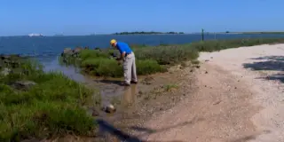 Charleston Harbor Vibrio Detected; Doctors Warn of Rapid Infections