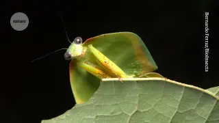 A tiny Amazon patch could house 40,000 insect species, many undiscovered