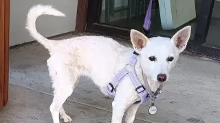 Luna, 10-year-old dog missing in Yellowstone for 34 days, safely captured and reunited with family