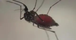 Tampa Bay Counties Declare Emergency as Dengue Cases Surge Past 170