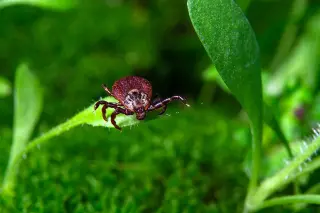 Tick-Heavy Hubs: 5 Michigan Parks to Watch for Tick-Borne Disease