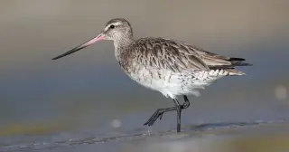Bar-tailed Godwits Make a 7,250-Mile Pacific Overnight: A Nonstop Ocean Crossing