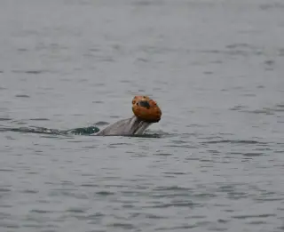 Rare dolphin shelling captured in Australia suggests mother-to-calf teaching