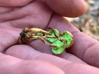 West Virginia Forager’s Purple Mushroom Yields Unmatched DNA Sequence