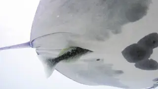 Hidden hitchhikers: remoras found inside manta ray cloacal openings