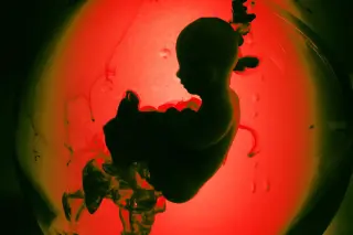 Base Editing in Human Embryos Sparks Regulator Alarm and Ethical Debate