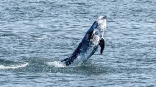 Octopus clings to Risso’s dolphin captured off Devon, fueling marine research