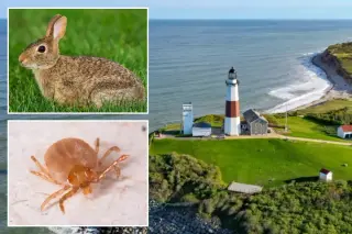 Long Island logs fourth tularemia case as rabbit fever rises
