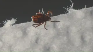 Tick-bite Spike in Oregon Brings Lyme and Red-Meat Allergy Risks