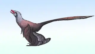 Small Chinese Four-Winged Dinosaur Boasts Peacock Tail, Reframes Flight Origins