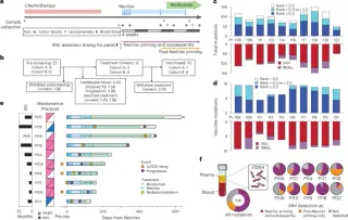 Phase 1 Trial Shows Personalized Neoantigen Vaccines Safe and Biologically Active in Ovarian Cancer