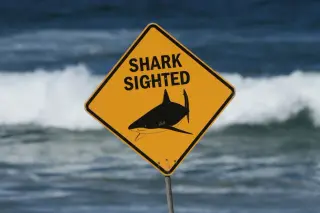 Spearfisher killed as Australia endures third fatal shark attack in a month