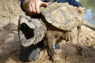 US rolls back automatic protections for imperiled wildlife