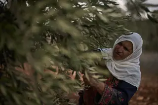 Israeli Police Detain 10 Settlers After Violent West Bank Olive Harvest Attacks