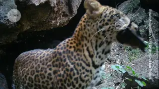 Uganda cave cam reveals bats, leopards, and people shaping Marburg spread
