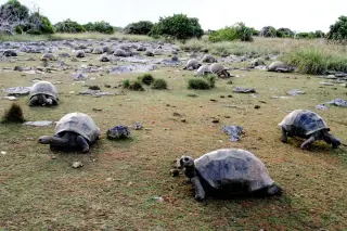 Aldabra Atoll’s Giant Tortoise Population Surges to 180,000, Marking a Historic Conservation Milestone