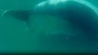 Unprecedented footage captures humpback whale mother grieving stillborn calf