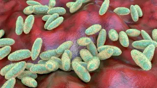 US Demands Clarity as Russia Disputes Fatal Plague Diagnosis in Siberia