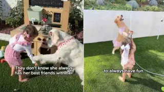 Toddler’s Teachers: Golden Retrievers Spell Out Life Lessons