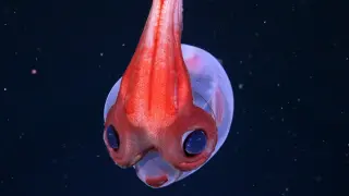 Subsea City: Giant Bathelia candida Reef Discovered in the South Atlantic