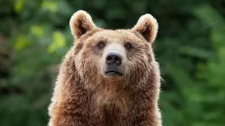 Humans Create the Landscape of Fear That Bears and Mountain Lions Avoid