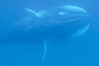 Acoustic data and drone footage reveal new insights on elusive Omura’s whale