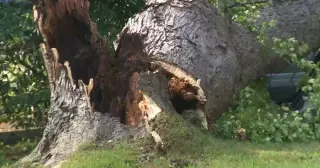 Fallen Tree Drains Power in SW Atlanta Neighborhood