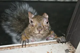 Backyard Squirrels with Wart-Like Growths Explained