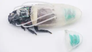 Cyborg Cockroaches Dive In: Tiny Suit Could Aid Disaster Search and Rescue
