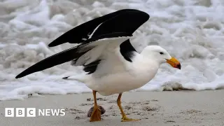 Australia launches H5N1 vaccine drive to shield vulnerable native birds