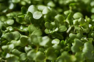 Salmonella Outbreak Tied to Broccoli Sprouts Triggers Recall, FDA Says