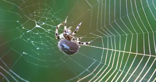 Researchers Map Atomic Pathway of Spider Silk Formation via Condensates