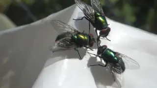 Chicago-area biting flies surge this late summer, sparking health warnings