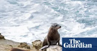 San Diego Man Pleads Guilty Over Viral Sea Lion Kick
