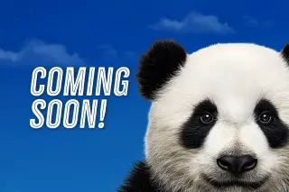 Zoo Atlanta Welcomes New Giant Panda Duo Ping Ping and Fu Shuang